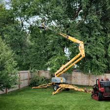 How Our Tree Care Process Works  in  Williamson, WV