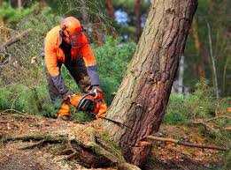 Best Tree Risk Assessment  in Williamson, WV