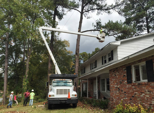 Best Tree Trimming and Pruning  in Williamson, WV