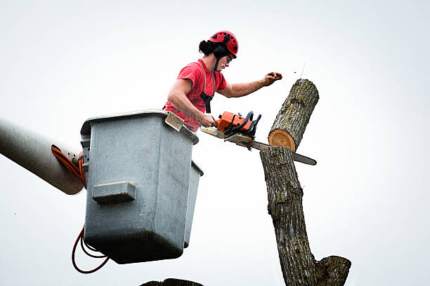 Best Tree Disease Treatment  in Williamson, WV