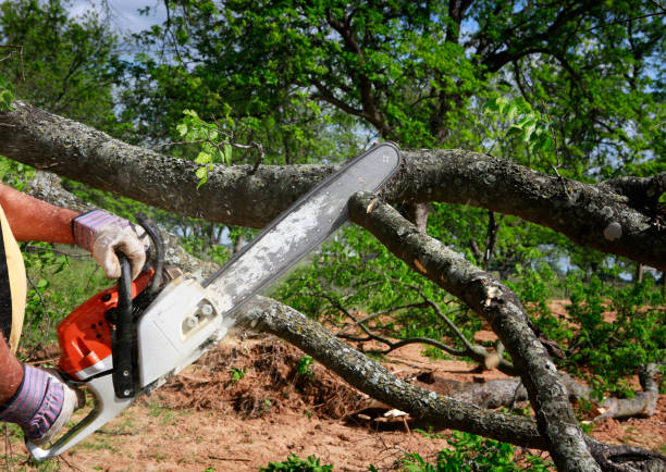 Williamson, WV Tree Services Company